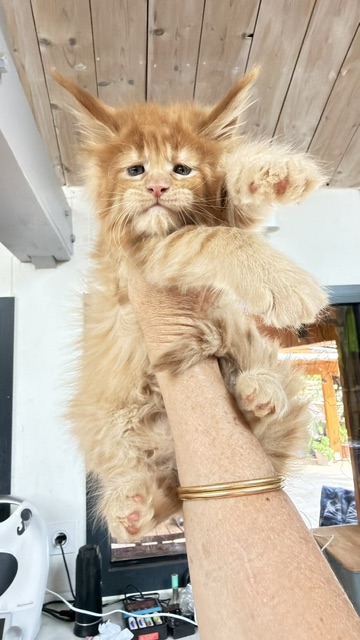 Big Red Chatterie MAKATEA Maine Coon