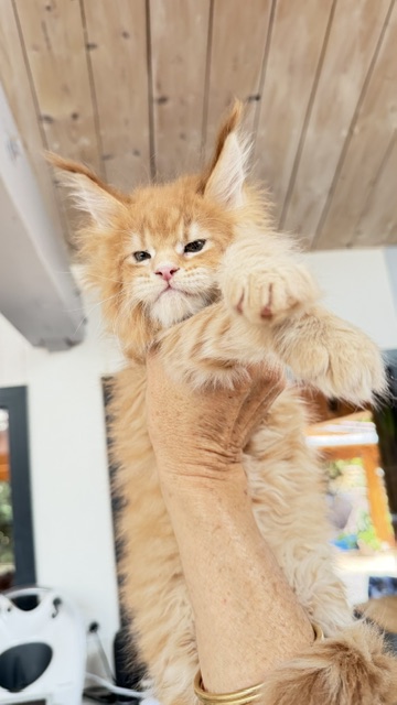 Big Biscuit Chatterie MAKATEA Maine Coon