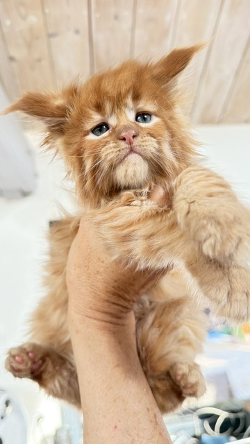 ButterCream Chatterie MAKATEA Maine Coon