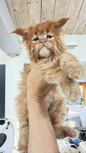ButterCream Chatterie MAKATEA Maine Coon