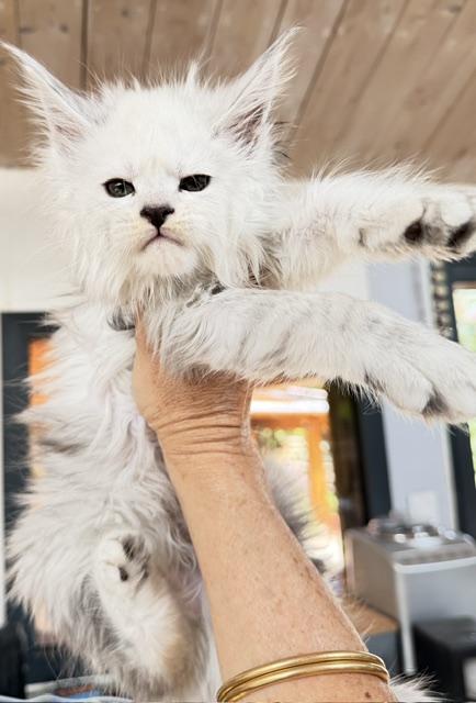 Butternut Chatterie MAKATEA Maine Coon