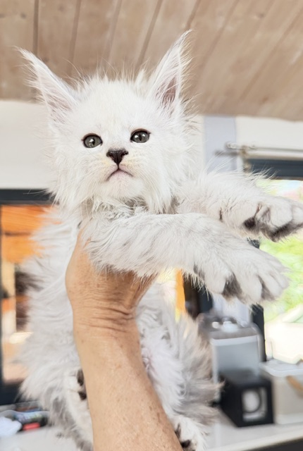 Butternut Chatterie MAKATEA Maine Coon