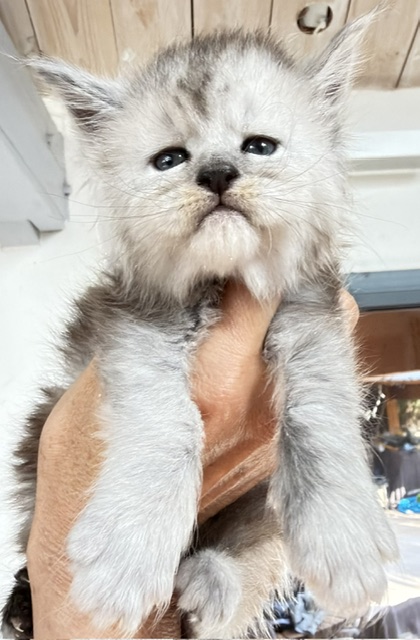 Banquise Chantilly Femelle Maine coon née le 24/06/2026. Disponible à l'adoption Chatterie Maine coon Makatea