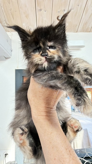 Berry Honeybee Chatterie MAKATEA Maine Coon