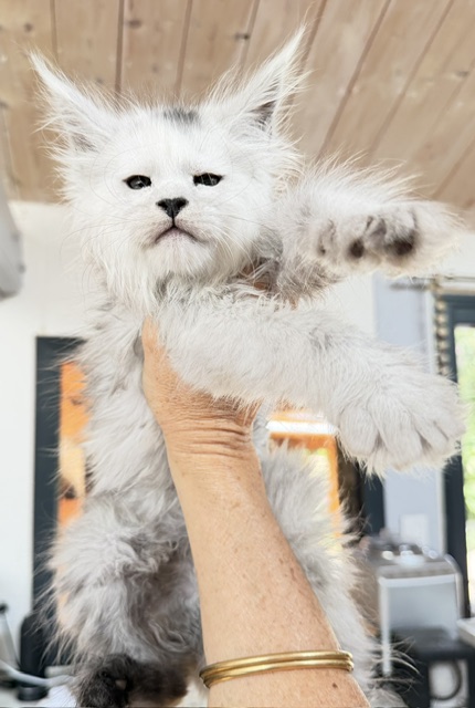 Billabong Chatterie MAKATEA Maine Coon