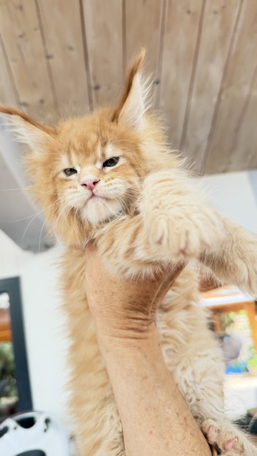 Big Biscuit Chatterie MAKATEA Maine Coon