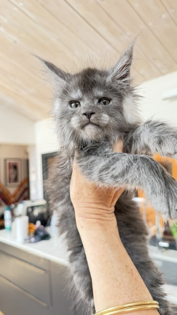 Blueberry Chatterie MAKATEA Maine Coon