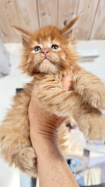 ButterCream Chatterie MAKATEA Maine Coon