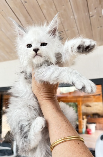 Butternut Chatterie MAKATEA Maine Coon