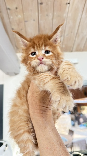 ButterCookie Chatterie MAKATEA Maine Coon