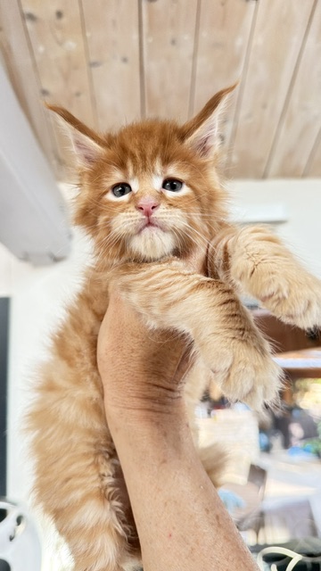 ButterCookie Chatterie MAKATEA Maine Coon