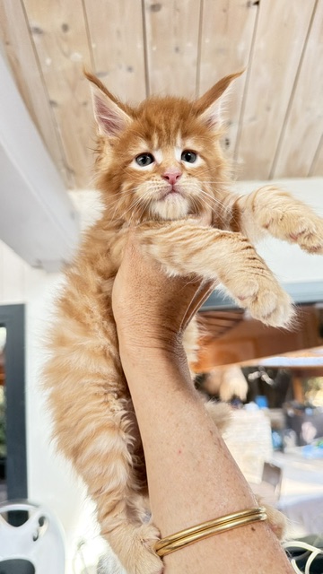 ButterCookie Chatterie MAKATEA Maine Coon