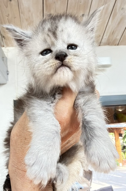 Banquise Chantilly Chatterie MAKATEA Maine Coon