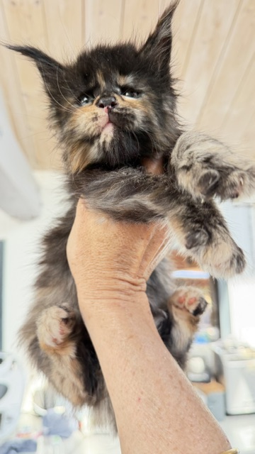 Berry Honeybee Chatterie MAKATEA Maine Coon