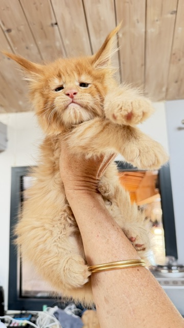 Big Red Chatterie MAKATEA Maine Coon