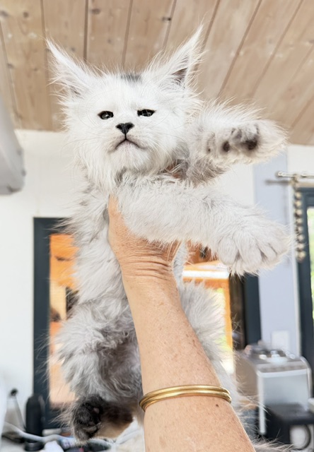 Billabong Chatterie MAKATEA Maine Coon