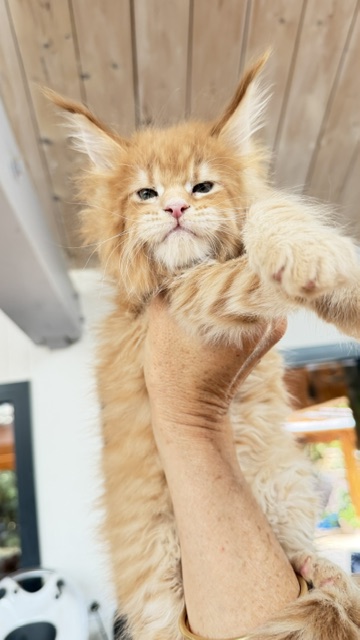 Big Biscuit Chatterie MAKATEA Maine Coon