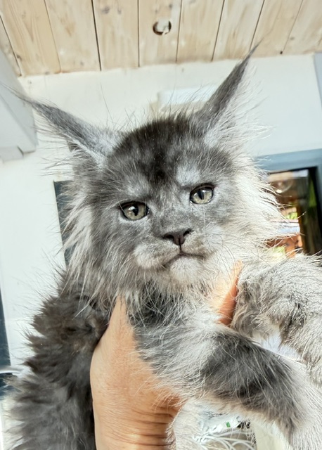 Blueberry Chatterie MAKATEA Maine Coon