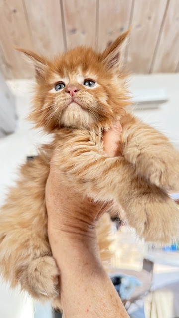 ButterCream Chatterie MAKATEA Maine Coon