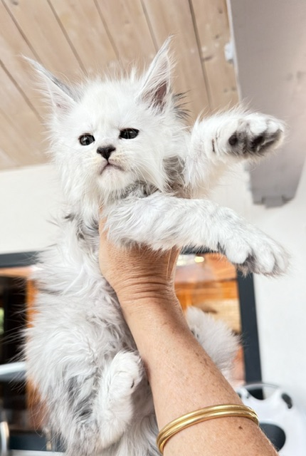 Butternut Chatterie MAKATEA Maine Coon