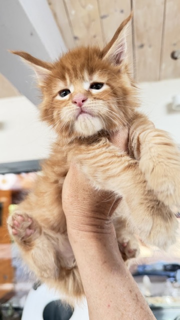 ButterCookie Femelle Maine coon née le 12/06/2026. Disponible à l'adoption Chatterie Maine coon Makatea