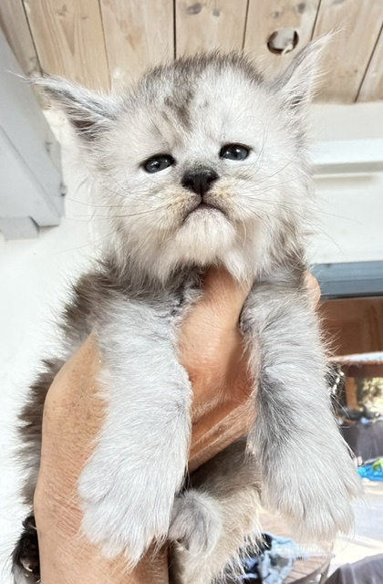 Banquise Chantilly Chatterie MAKATEA Maine Coon