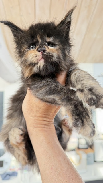 Berry Honeybee Chatterie MAKATEA Maine Coon