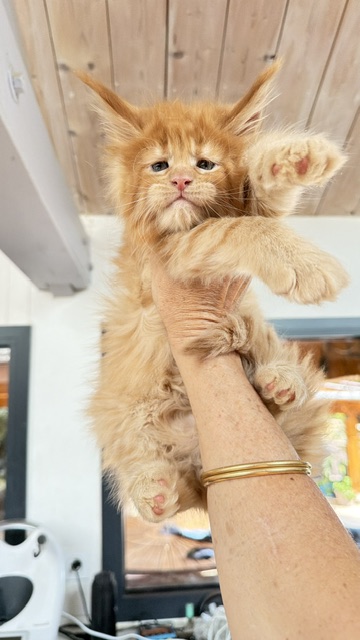 Big Red Chatterie MAKATEA Maine Coon