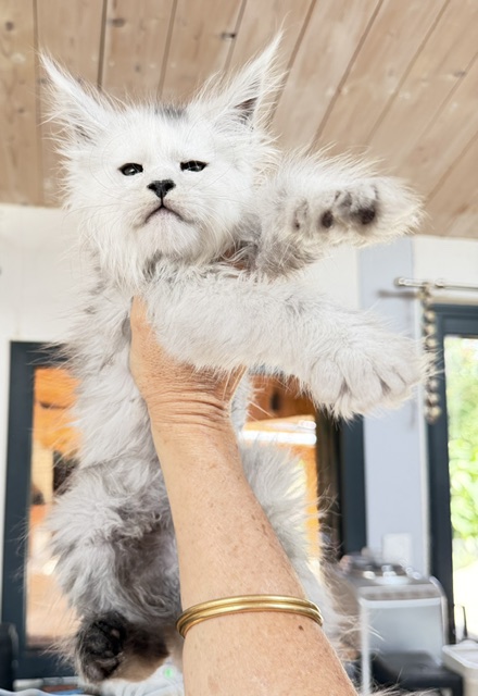 Billabong Chatterie MAKATEA Maine Coon