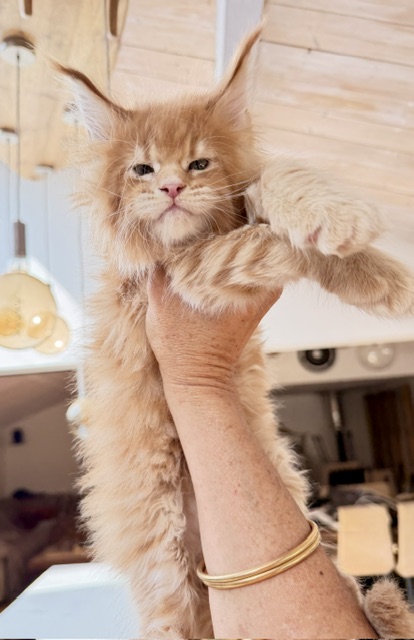 Big Biscuit Chatterie MAKATEA Maine Coon
