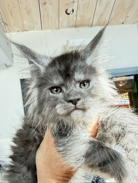 Blueberry Chatterie MAKATEA Maine Coon