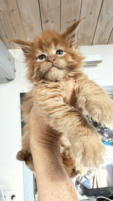 ButterCream Chatterie MAKATEA Maine Coon