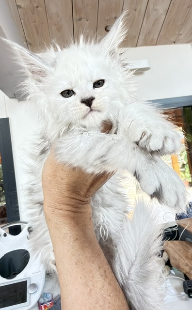 Butternut Chatterie MAKATEA Maine Coon