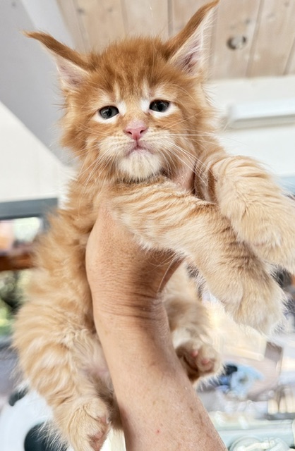 ButterCookie Chatterie MAKATEA Maine Coon