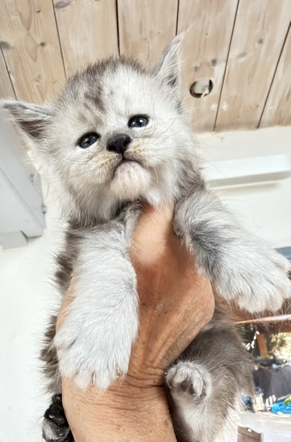 Banquise Chantilly Chatterie MAKATEA Maine Coon
