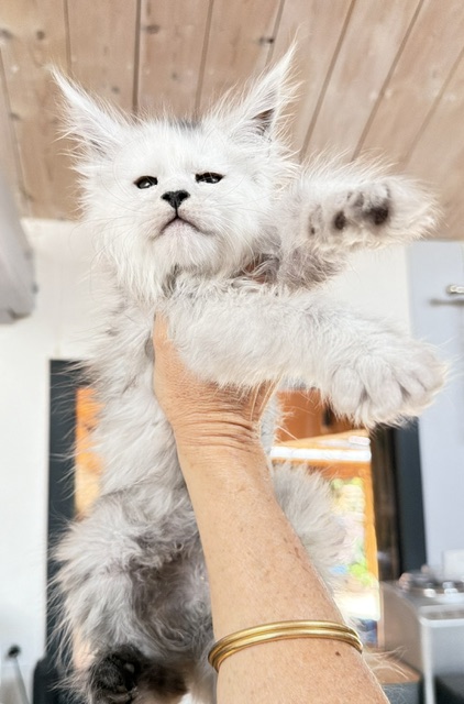 Billabong Chatterie MAKATEA Maine Coon