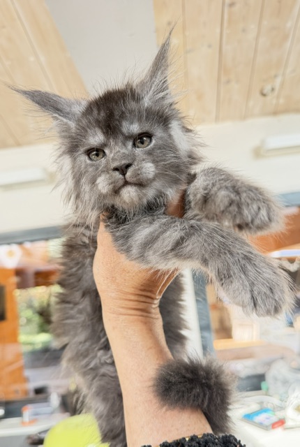 Blueberry Chatterie MAKATEA Maine Coon