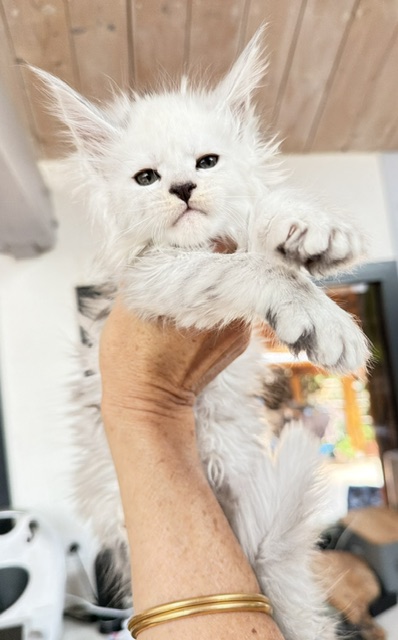 Butternut Chatterie MAKATEA Maine Coon