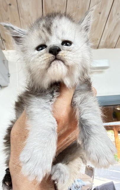 Banquise Chantilly Chatterie MAKATEA Maine Coon