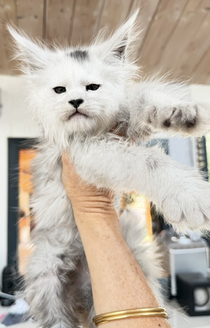 Billabong Chatterie MAKATEA Maine Coon