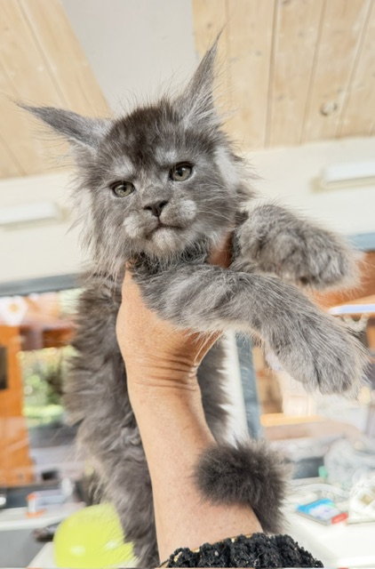 Blueberry Chatterie MAKATEA Maine Coon