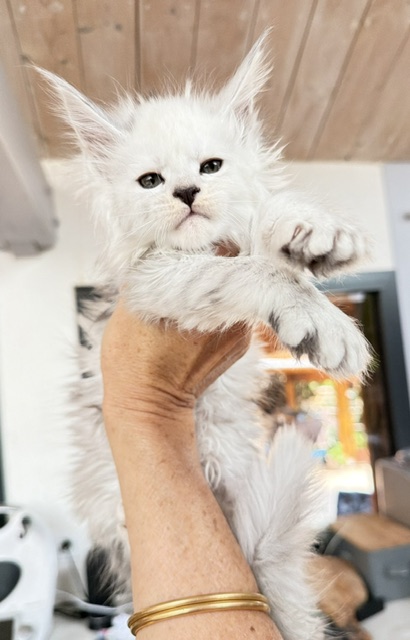 Butternut Chatterie MAKATEA Maine Coon