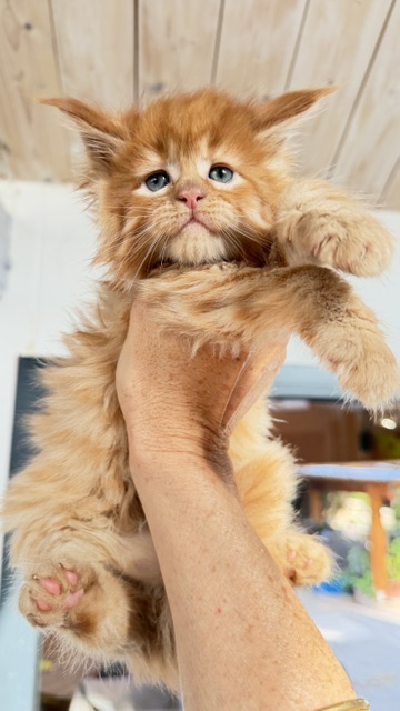 ButterCream Chatterie MAKATEA Maine Coon