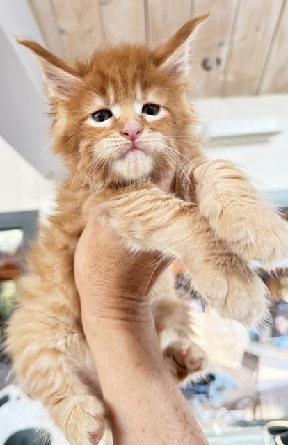 ButterCookie Chatterie MAKATEA Maine Coon