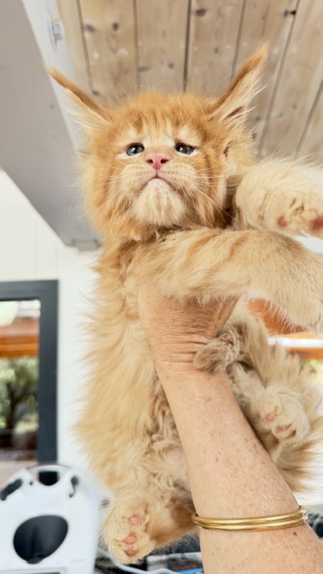 Big Red Chatterie MAKATEA Maine Coon