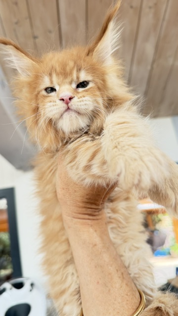 Big Biscuit Chatterie MAKATEA Maine Coon
