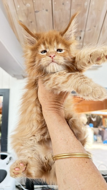 Bourbon Sunrise Chatterie MAKATEA Maine Coon