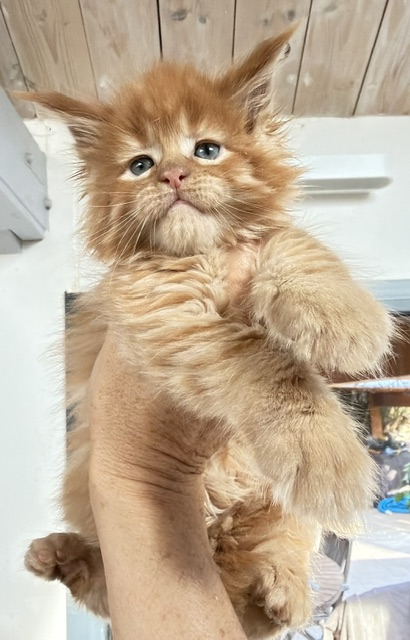 ButterCream Chatterie MAKATEA Maine Coon