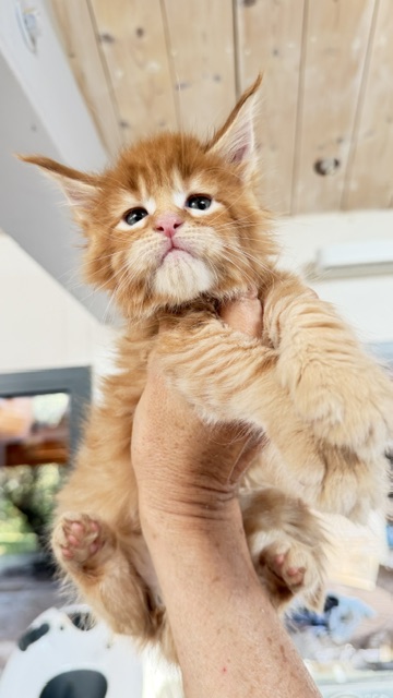 ButterCookie Chatterie MAKATEA Maine Coon