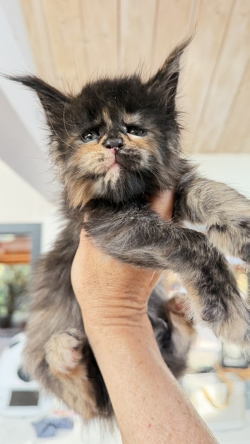 Berry Honeybee Chatterie MAKATEA Maine Coon